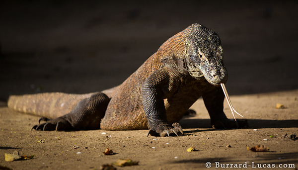Camera Photography Tips for Spectacular Shoot in Komodo Island