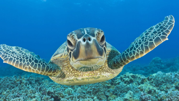 turtle when diving in Komodo