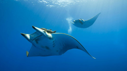 manta rays on Komodo snorkeling
