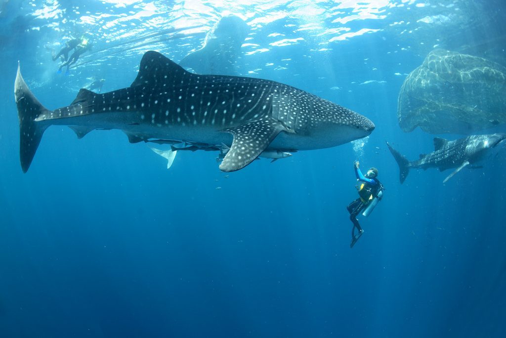 meet reef shark on diving in Komodo