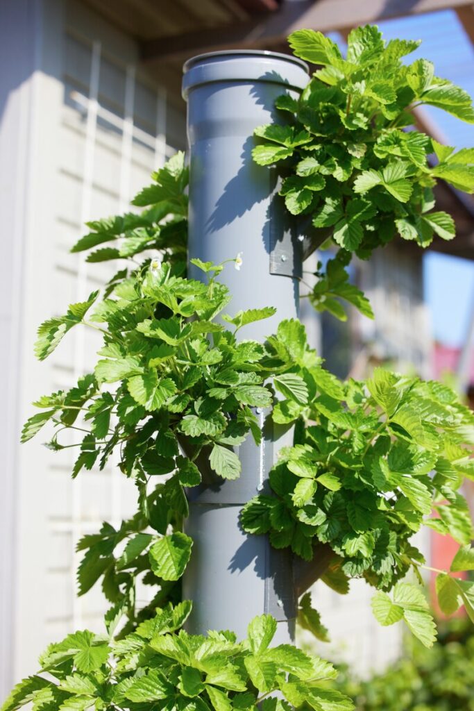 Maximizing Vertical Space with Vertical Hydroponics